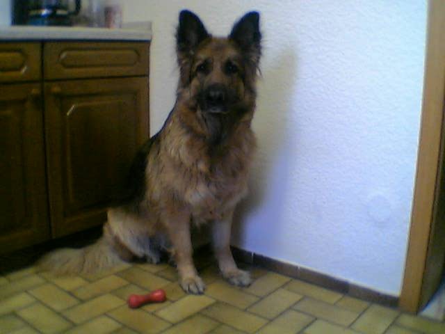 Auf diesem Foto liegt Cim in der Küche und bewacht ihren Gummi-Spielknochen.